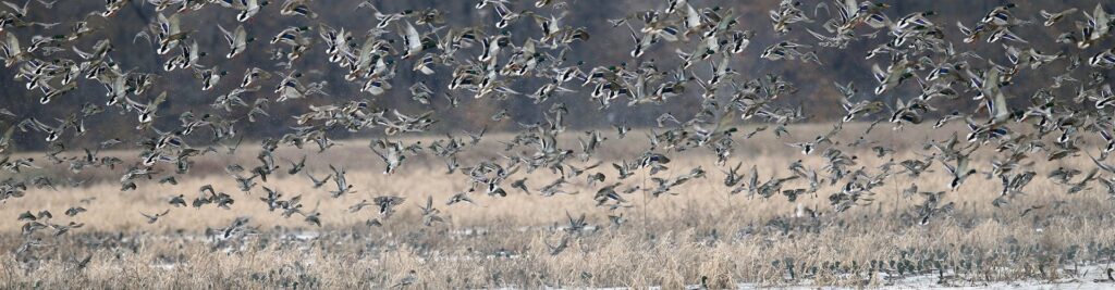 Waterfowl Surveys and Reports