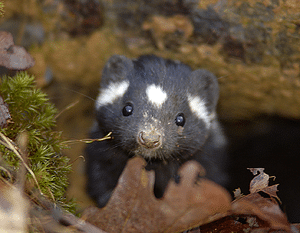 Eastern Spotted Skunk (Spilogale putorius) Citizen Science