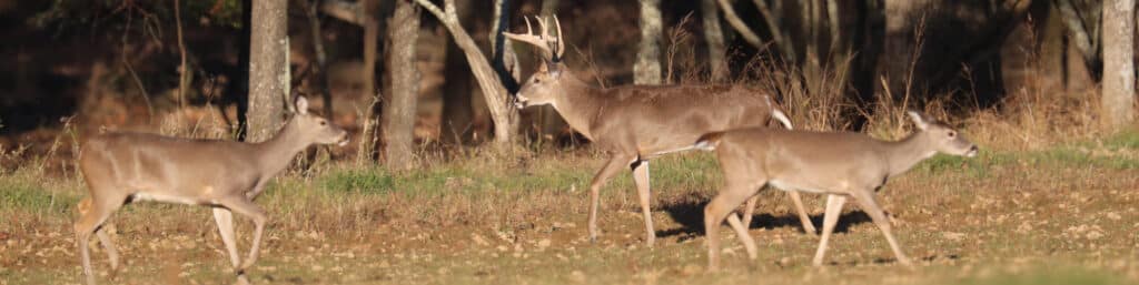 Deer Management Assistance Program (DMAP)