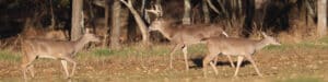 Deer Management Assistance Program Dmap Arkansas Game Fish Commission