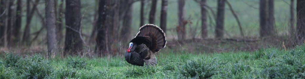 Spring Gobbler Hunting Survey