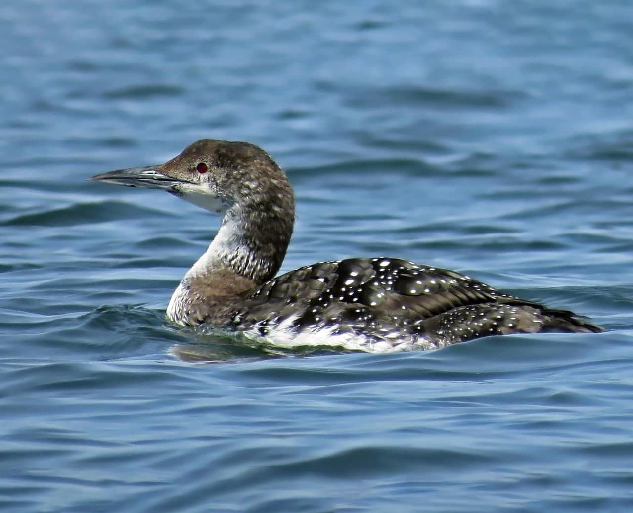 Lake Maumelle/Maumelle River WMA Nature Trails • Arkansas Game & Fish