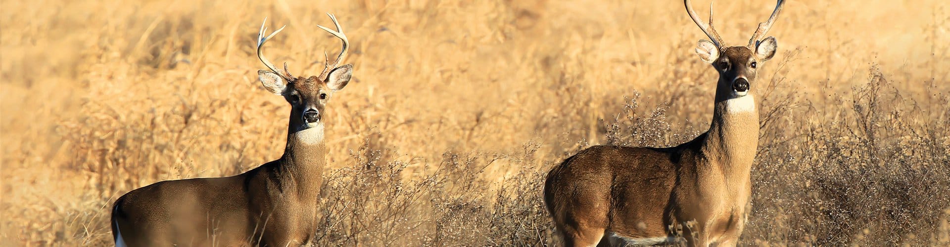 Deer Processing • Arkansas Game & Fish Commission