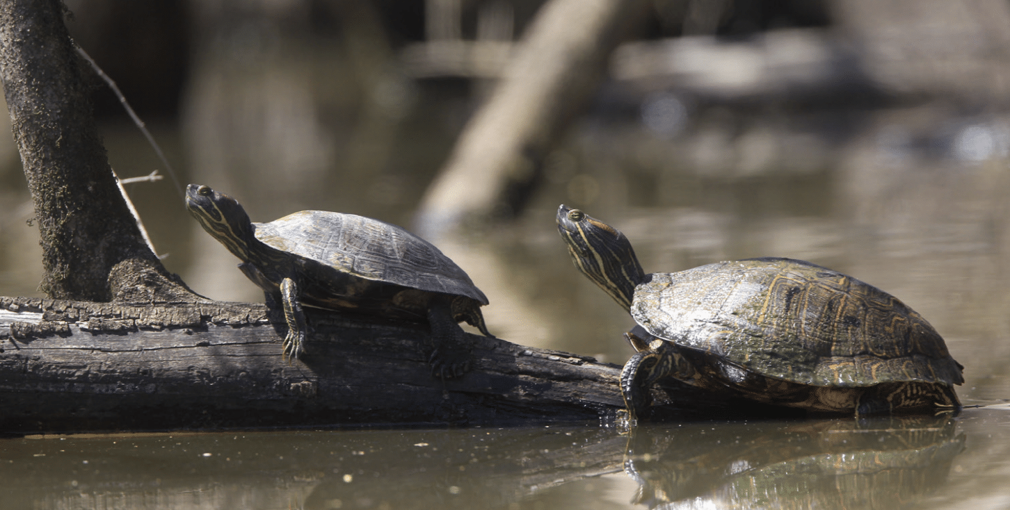 Forrest L. Wood Crowley's Ridge Nature Center • Arkansas Game & Fish