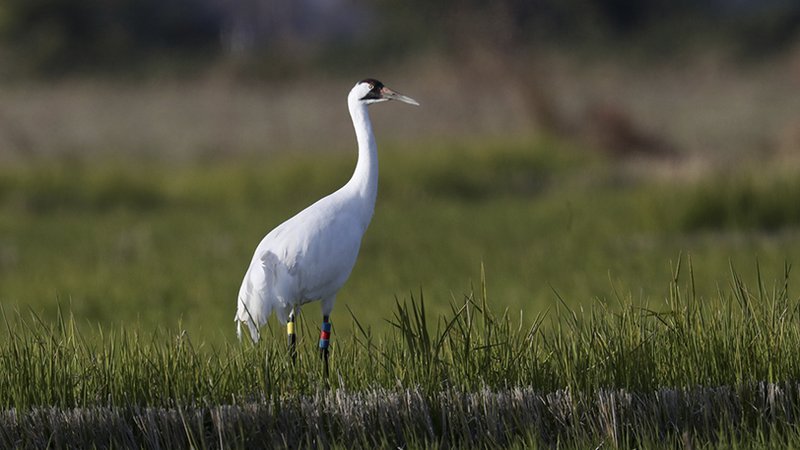 Louisiana-released whooping crane enjoys layover in The Natural