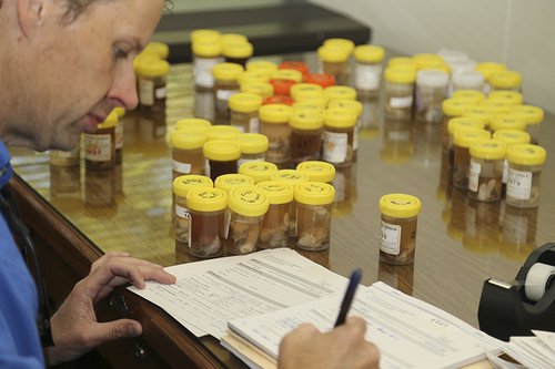 Biologist processing samples for CWD research