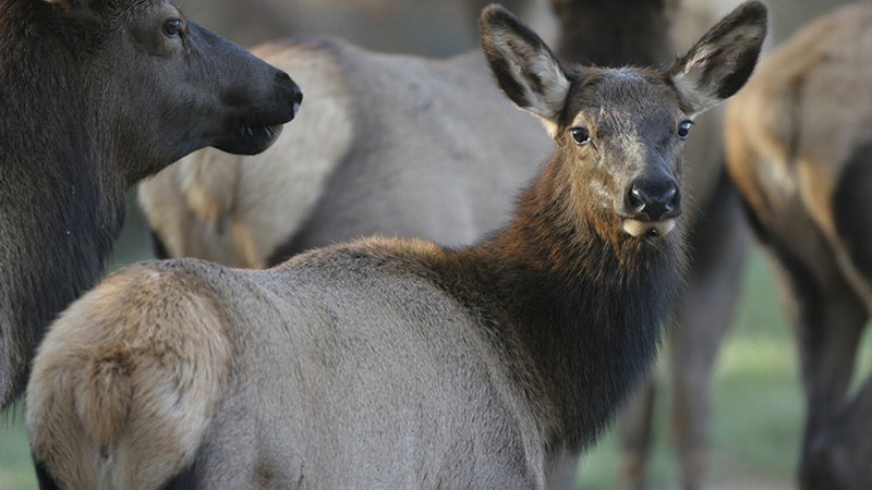 03062019elkplan__800x450_q85_crop_subsampling-2