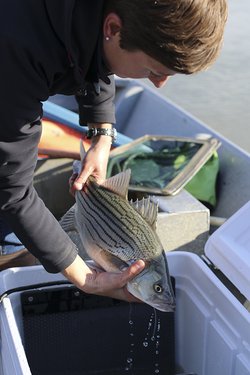 Hybrid striped bass being prepared for implanted transmitter