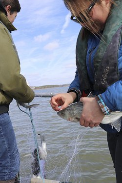 UAPB researchers Shannon Smith and Susie Frawley netting hybrids for project