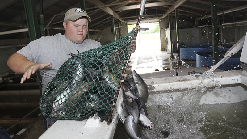 Take a spring break to catch some newly stocked catfish • Arkansas
