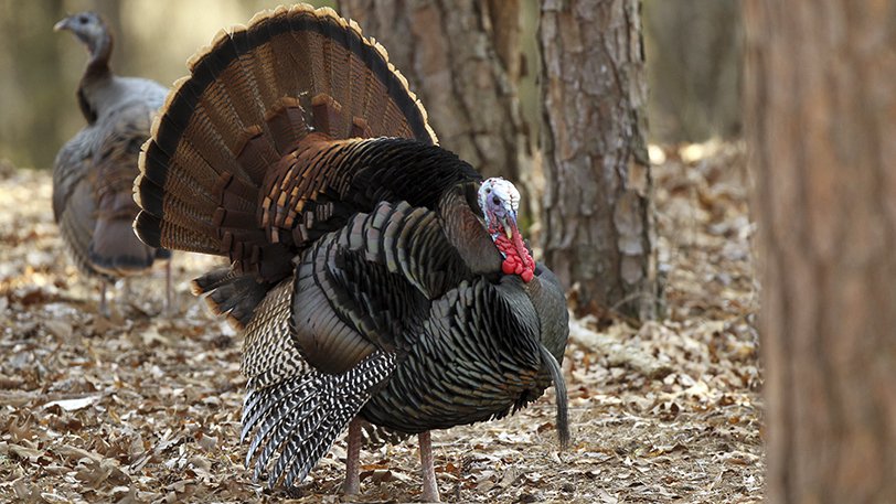 mature gobbler in full strut