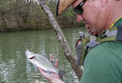 White bass run spawns action across Arkansas • Arkansas Game & Fish  Commission