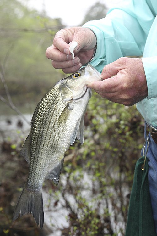 03272019whitebass2.jpg