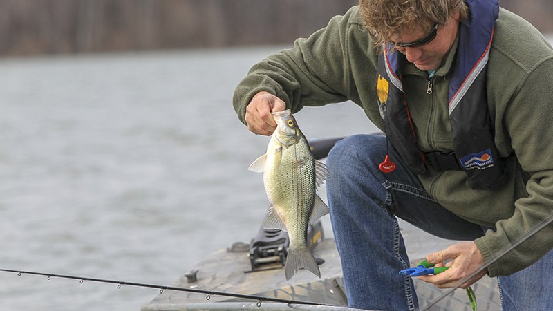 White bass run spawns action across Arkansas • Arkansas Game