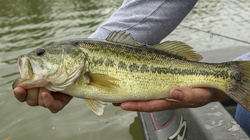 04032019bass.jpg