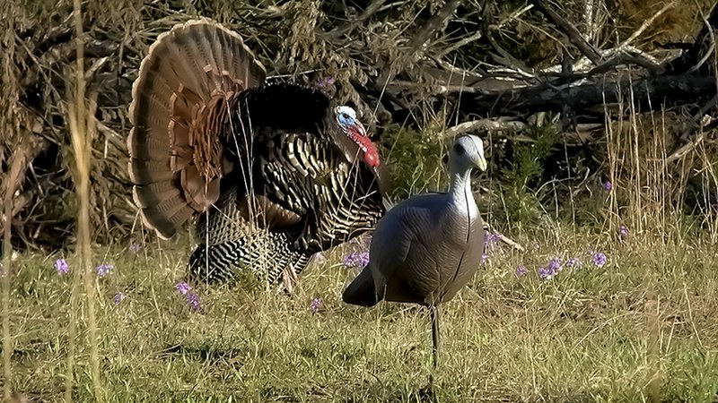 04112018turkey__800x450_q85_crop_subject_location-406228_subsampling-2