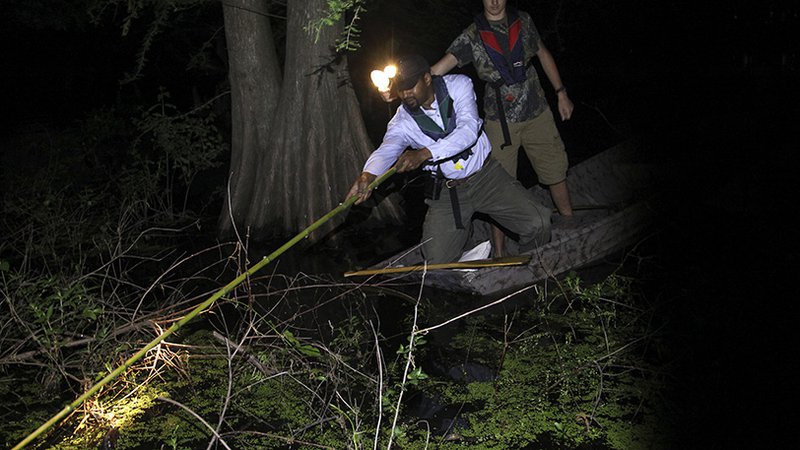 Bullfrog season underway in Arkansas • Arkansas Game & Fish Commission