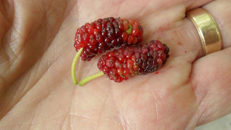 05152019 Red Mulberry by David Stephens.jpg