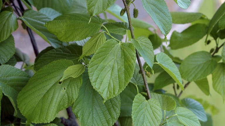 05152019red mulberry by Chris Evans.jpg