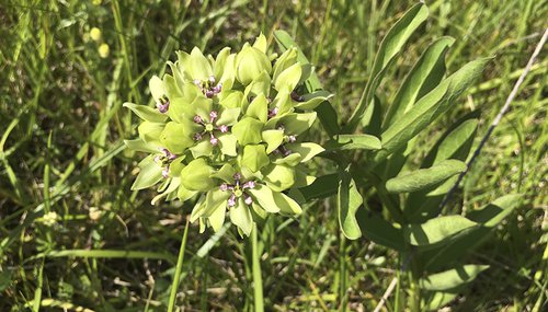 Green-flowered Milkweed