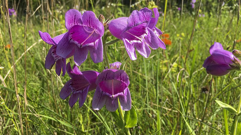 05222019showy beardtongue.JPG