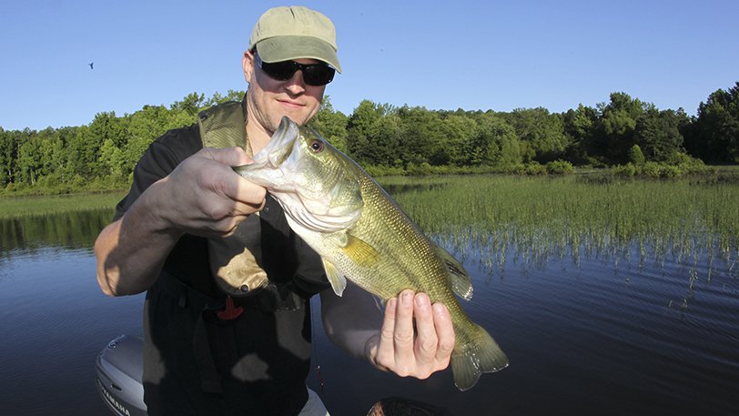 Water willow is excellent angler-friendly bass habitat