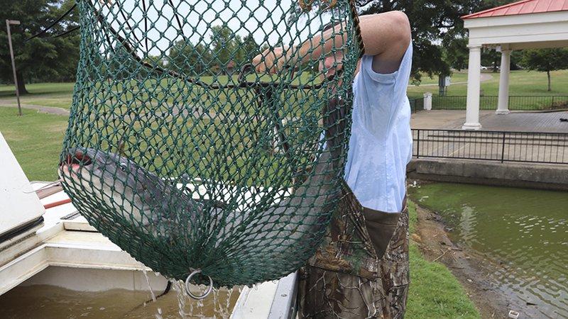 Giant blue catfish stocked in park ponds throughout Arkansas • Arkansas  Game & Fish Commission