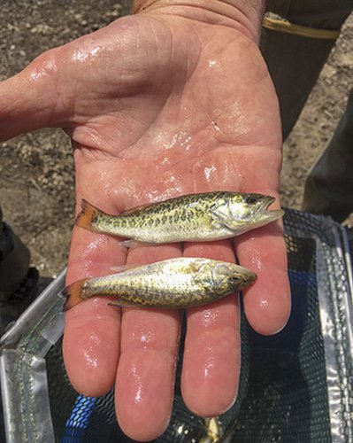 Florida bass fingerlings heading to Lake Conway may become trophies in a few years.