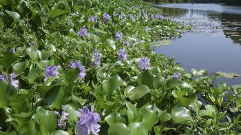 Water hyacinth