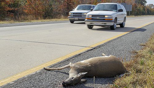 Deer laying on side of road with cars passing by
