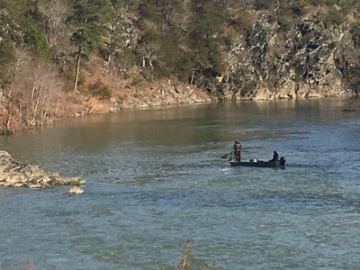 Adult fish were collected from the Ouachita River near Mt. Ida