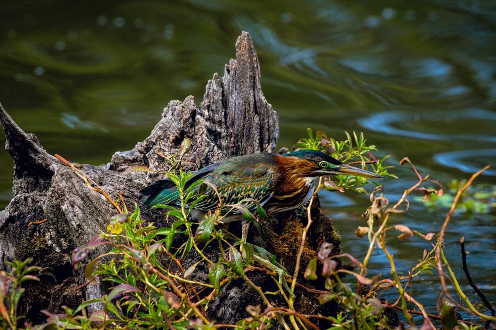 Bird-watching enthusiasts can find many marsh birds and wading birds like little green herons and egrets in addition to waterfowl.