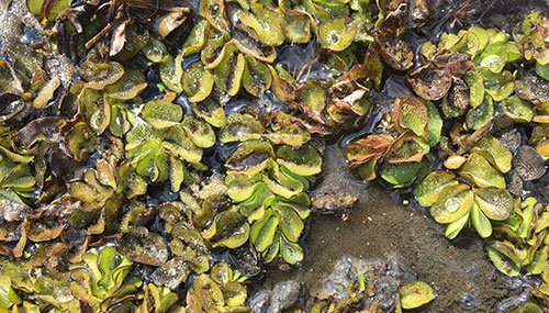 Giant Salvinia in the water