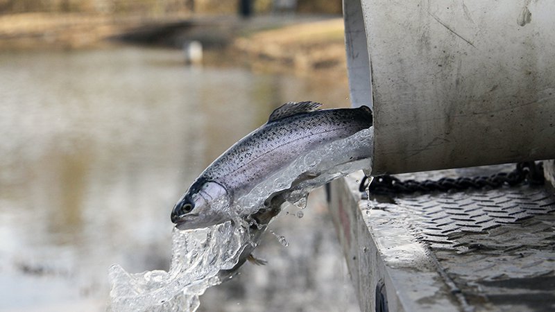 Arkansas Game and Fish Commission stocking ponds with rainbow trout  throughout winter • Arkansas Game & Fish Commission