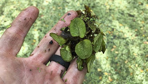 Giant Salvinia