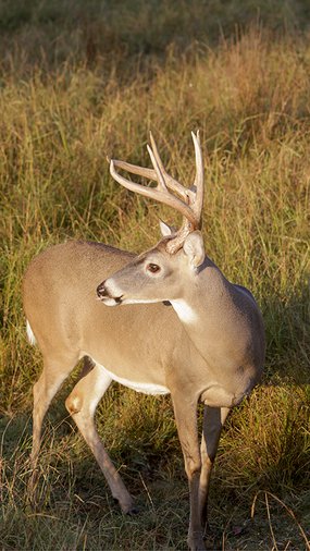 20191023 Deer Hunting Observation2.JPG