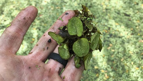 Invasive plant, giant salvinia