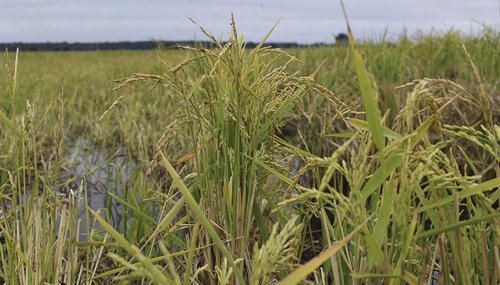 Rice field