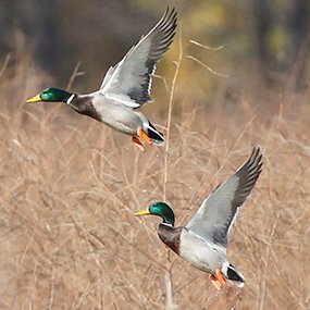 Mallards