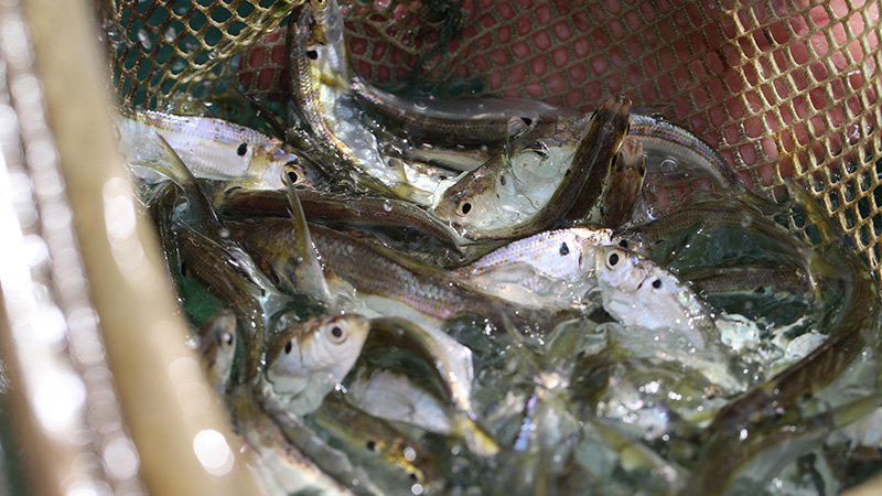 20191113-threadfin-shad-428370-seqn__800x450_q85_crop_subsampling-2