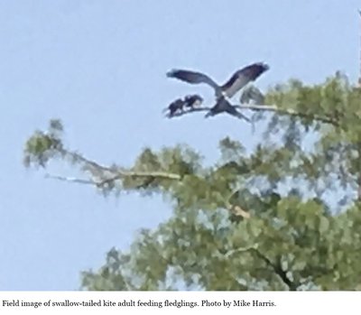 Image used in confirmation of the kite's successful reproduction in Arkansas.