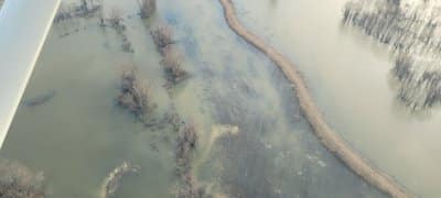 mallards from the air