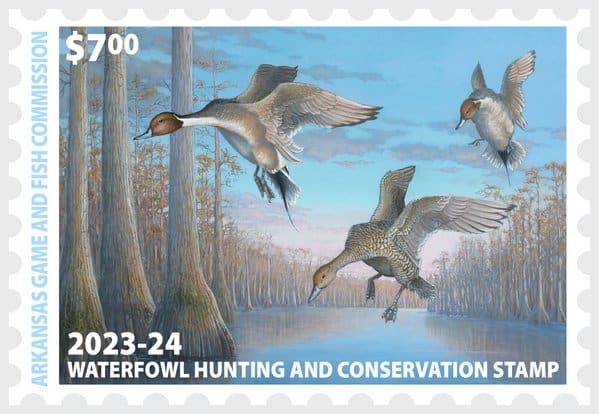 “Pintails over Penn Bay,” will be shared with more than 100,000 waterfowl hunters and conservationists in the form of the 2023-24 Arkansas Duck Stamp.