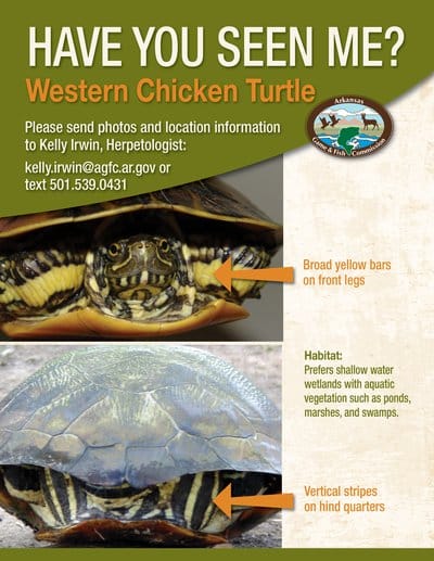 Western Chicken Turtle "Have you seen me?" flyer