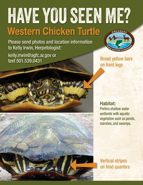 A few distinguishing marks make the chicken turtle easy to identify.
