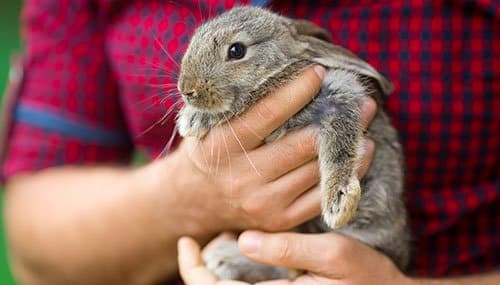 Rabbit held by person