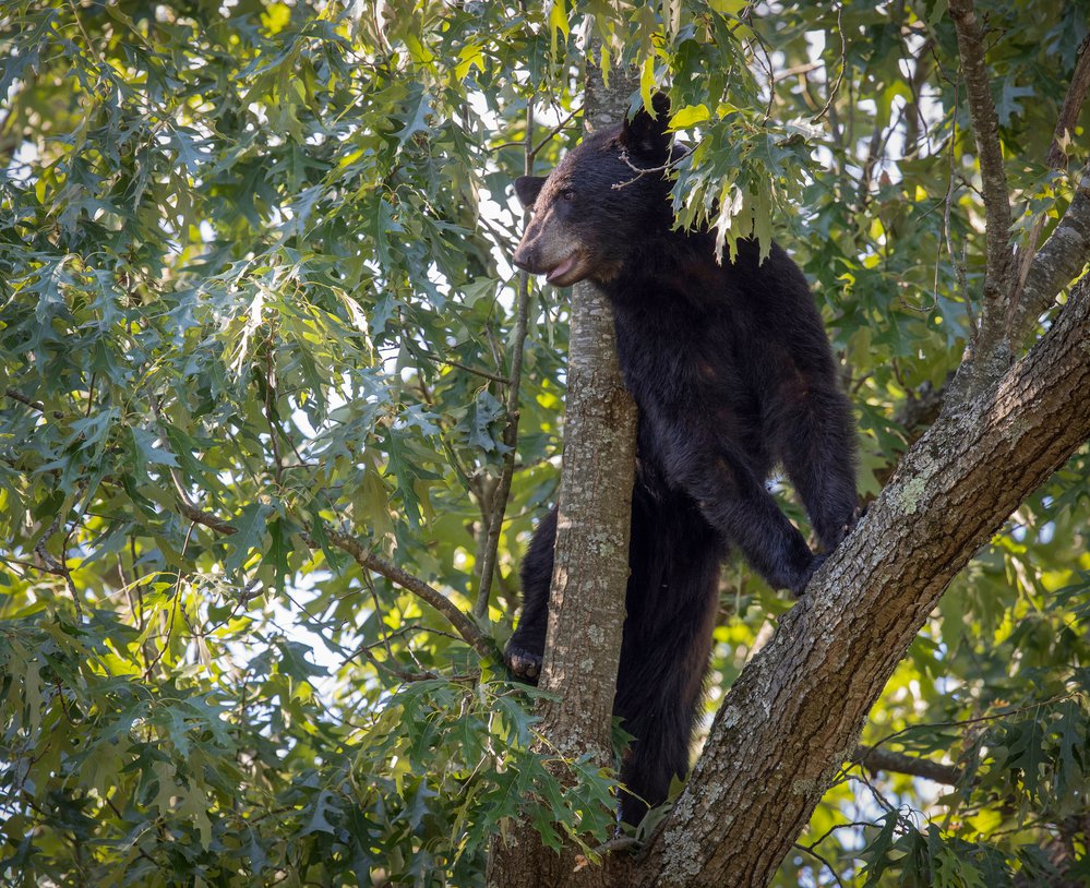 Nonresident bear hunters will need a nonresident bear permit as well as an annual hunting license.