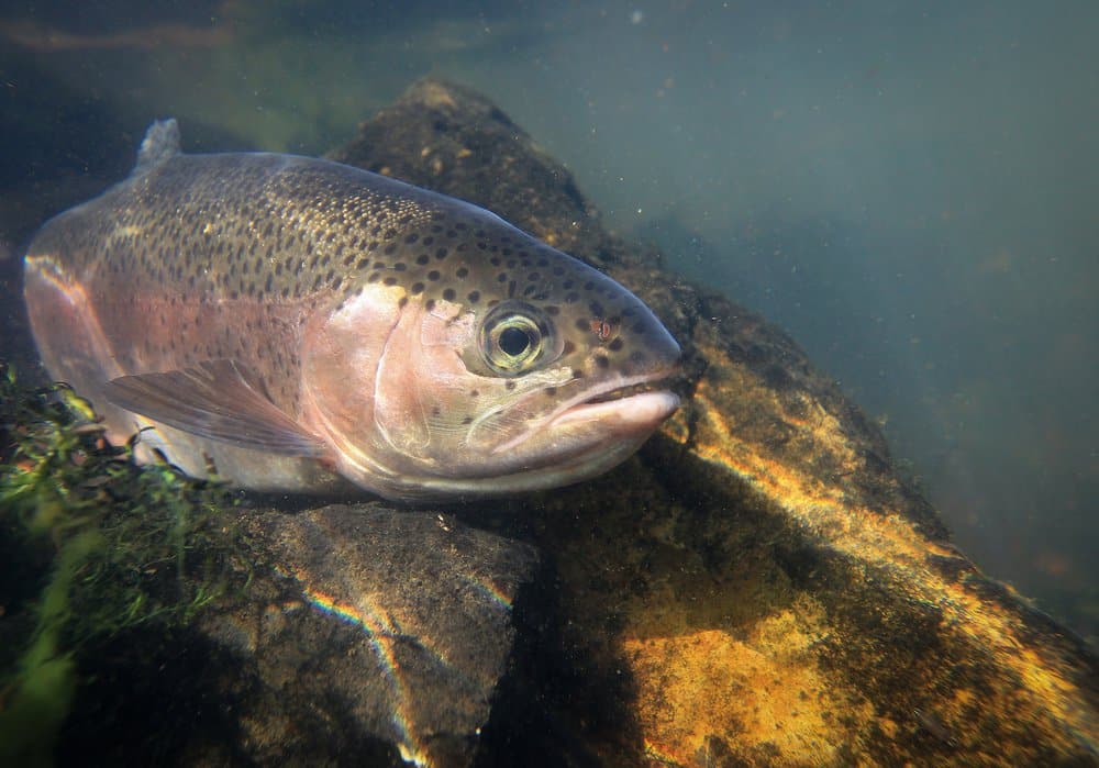 335 tagged rainbow trout were stocked in program ponds during December.