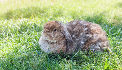 Rabbit in the grass