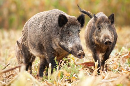 Feral Hogs